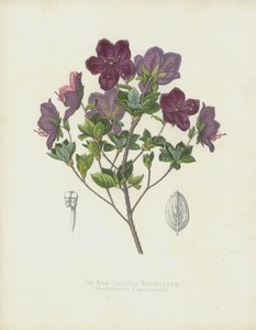 Le Rhodotham de Kamtchatka, Rhodothamnus Kamtchaticus - English School